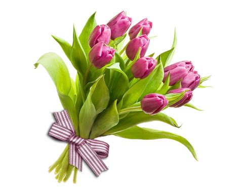 891890 Bouquets Tulips White Background Pink Color Drops Rare