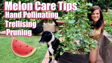 Watermelon And Cantaloupe Care Tips Hand Pollinatingtrellising