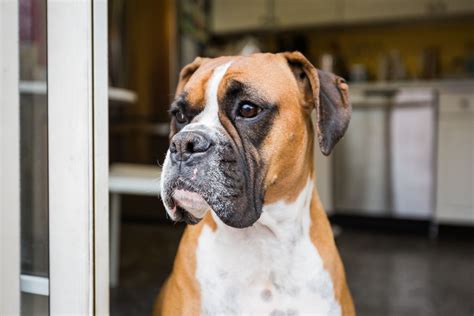 Boxer Dog Names Vlrengbr