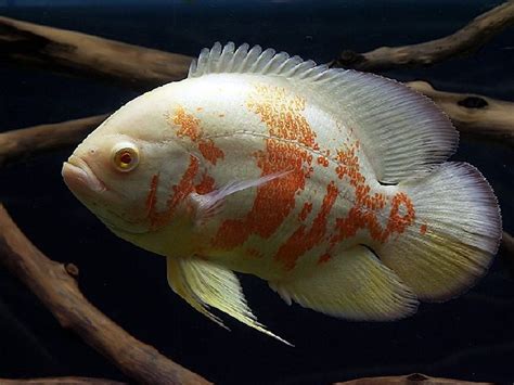 Cukup tinggi harganya karena memang ikan ini masih langka di pasaran indonesia. Gambar Ikan Oscar Tercantik Harga Mahal - cara ternak ikan