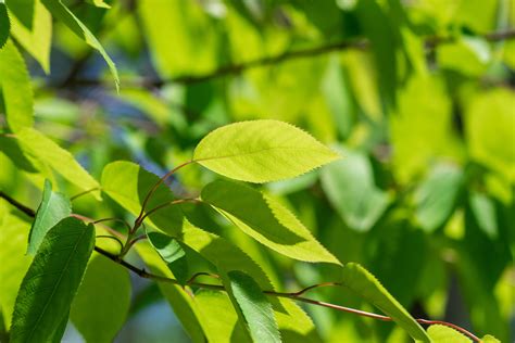 Allegheny Serviceberry Purdue Fort Wayne