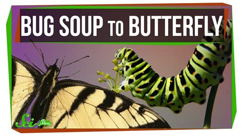 How Does Bug Soup Become A Butterfly Youtube