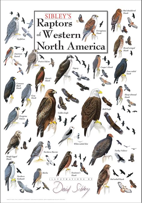 Text Spielzeug Passen Birds Of Western North America Gemeinsame Auswahl