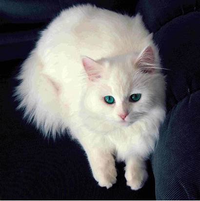 Cat Cats Persian Eyes Wallpapers Warrior Pet