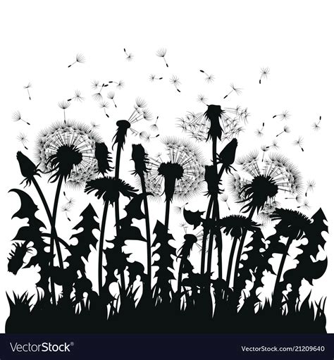 Field Of Dandelion Flowers Black Silhouettes Of Vector Image