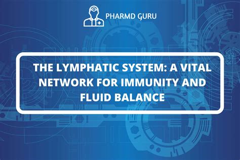 The Lymphatic System A Vital Network For Immunity And Fluid Balance