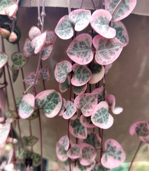 Rare Variegated String Of Hearts Ceropegia Woodii Variegata Etsy