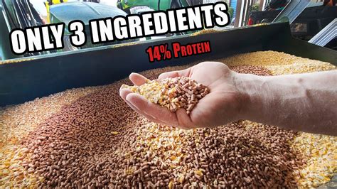 Easy Pig Feed Mix Only 3 Ingredients 14 Protein Youtube