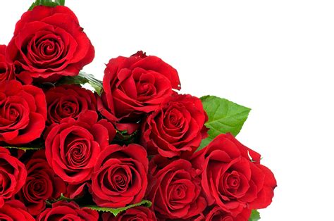 Fonds Decran Roses En Gros Plan Rouge Fleurs Télécharger Photo