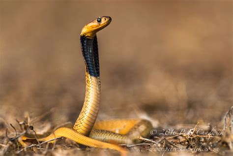 Juvenile Cape Cobra Peter Chadwick African Conservation Photographer