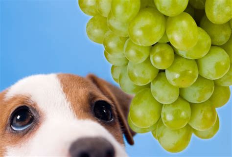 How Grapes And Raisins Can Kill Your Dog Hubpages