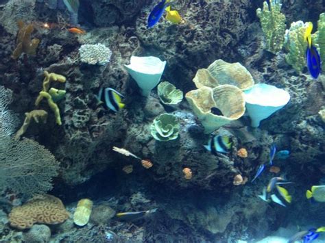Coral Reef Picture Of Aquarium Of The Pacific Long Beach Tripadvisor