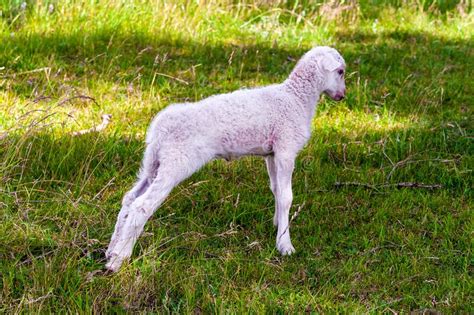 Cute White Lamb On The Green Grass Stock Image Image Of Field Ears