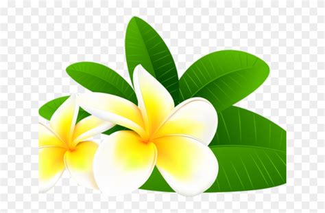Plumeria Flower Clipart 10 Free Cliparts Download Images On