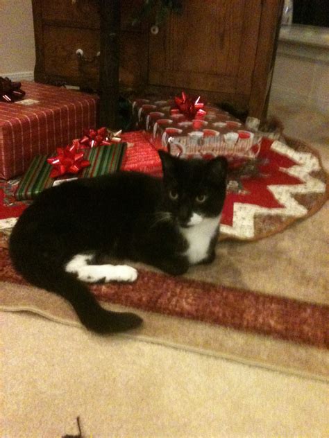 Archie Goodwin Cat Rip Lying On The Quilted Tree Skirt I Made