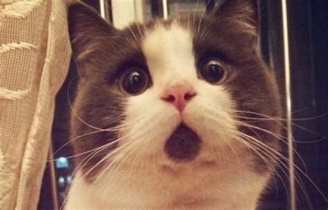 16 Cats That Look Like Theyve Seen A Ghost