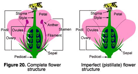 Each stamen is made up of an anther and a filament. Reproductive Plant Parts | OSU Extension Service
