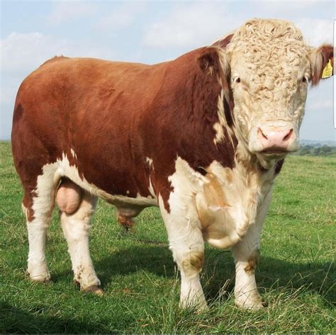 Cattle Farming Cattle Ranching Livestock Rare Animals Animals And