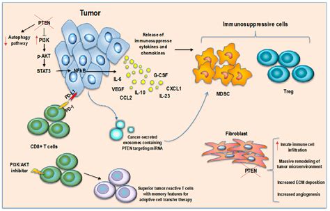 Cancers Free Full Text Revising Pten In The Era Of Immunotherapy
