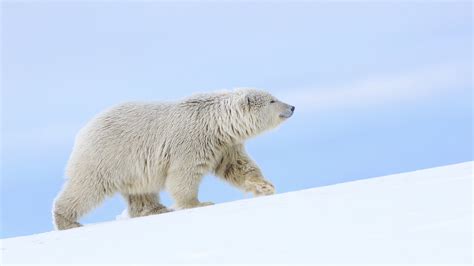 Download 1920x1080 Wallpaper White Polar Bear Arctic Animals Full Hd