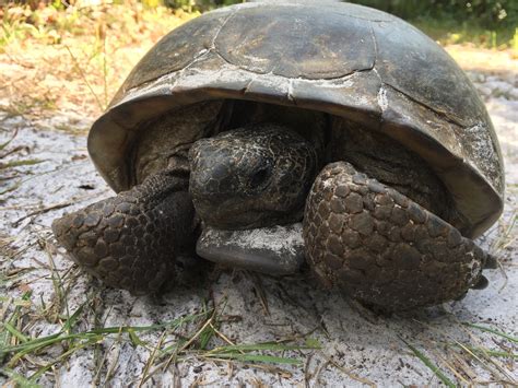 Celebrate Florida Gopher Tortoise Day At Koreshan State Park Estero