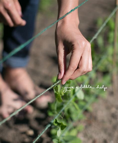 Garden Sugar Snap Peas The Fresh Exchange Growing Gardens Growing