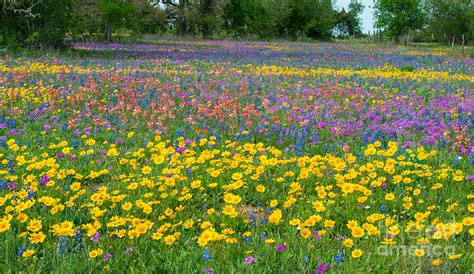 Field Of Wildflowers Photograph By Bee Creek Photography Tod And Cynthia