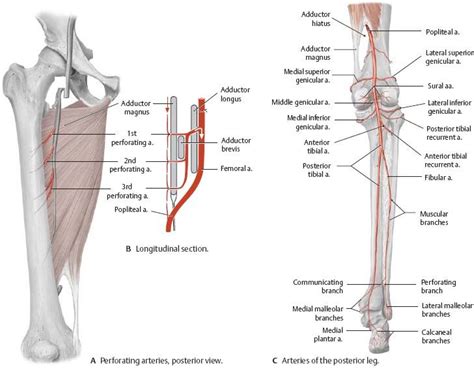 Pin By Bud Wy On Antomy Plays Anatomy Anatomy And Physiology Medical