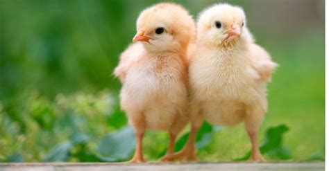 Whats A Baby Chicken Called 5 More Amazing Facts A Z Animals