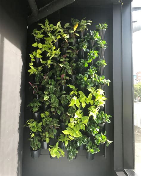 Green Walls Brisbane Ieq Indoor Plants
