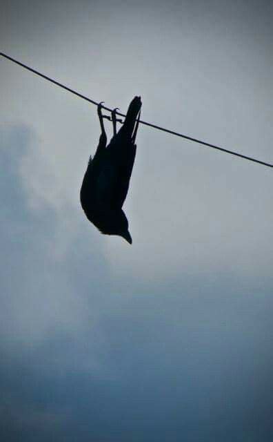 Crow Hanging Upside Down To Get A Better Look At My Cat Playing With A