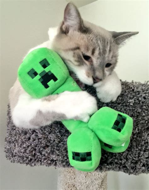 Cat Minecraft Meme