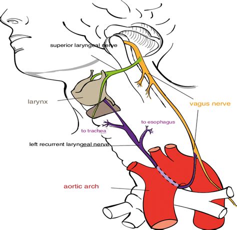 Diagram Of Vagus Nerve In Human Body