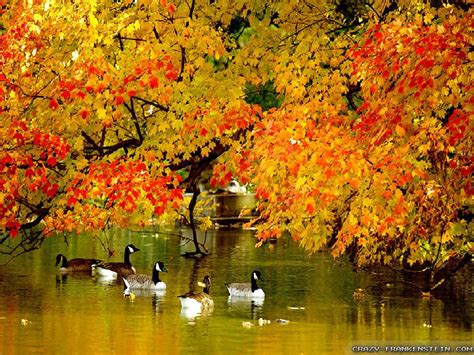 Download Beautiful Autumn Wallpaper Sf By Kristapearson Beautiful