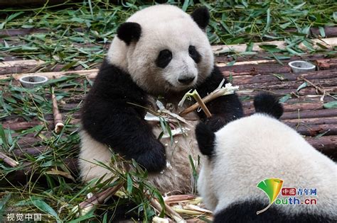 Giant Panda Hua Hua Sits Down And Eats Bamboo Shootsenglishchina