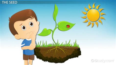 Write a biography for kids by thinking about what a child would enjoy learning. How Plants Grow: Lesson for Kids - Video & Lesson ...