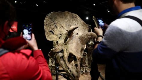 Worlds Largest Triceratops Skeletonworld Record Official