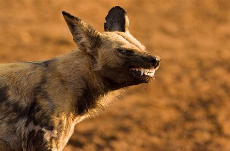 El Ojo Del Buitre Perro Salvaje De Africa Lycaon Pictus