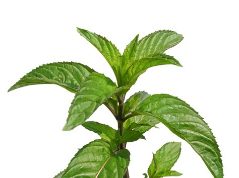 Peppermint Plant Transparent Png 8550741 Png