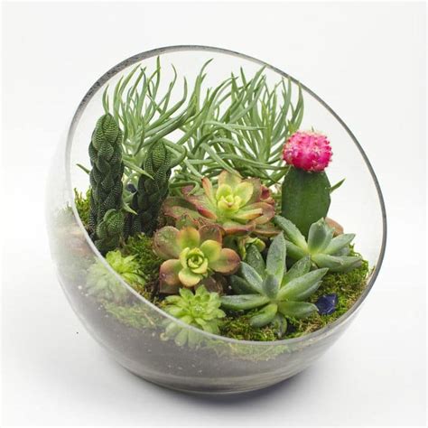 Kids can learn about life cycles , water cycles, evaporation, and precipitation. Big Ol' Egg DIY Succulent Terrarium Kit | Juicykits.com
