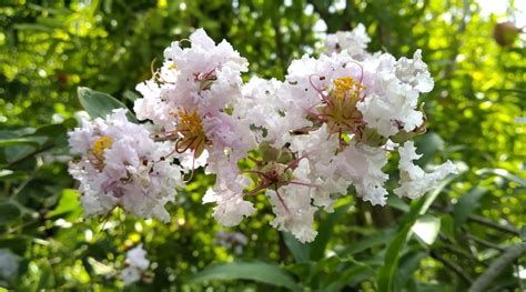 How To Plant Grow And Care For Crape Myrtles 2023