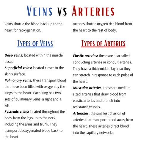 Difference Between Arteries And Veins