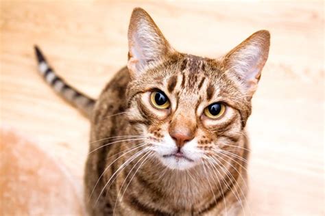 Top 10 Friendliest Cat Breeds Petguide In 2020 Cat Breeds Cats Ocicat