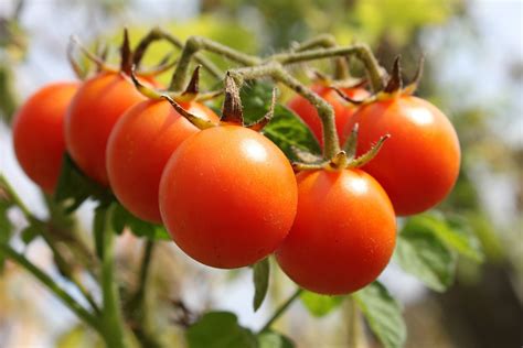 Early Season Tomato Varieties For Your Garden