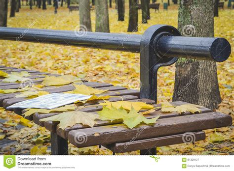Golden Autumn Beautiful Maple Leaves On A Bench Stock Image Image Of