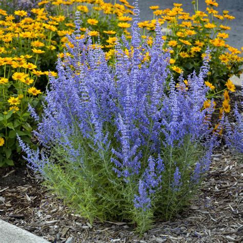 Photo Essay Extremely Drought Tolerant Perennials Perennial Resource