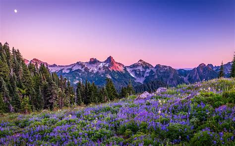 Mount Rainier National Park Evening Sunset Mountain Landscape