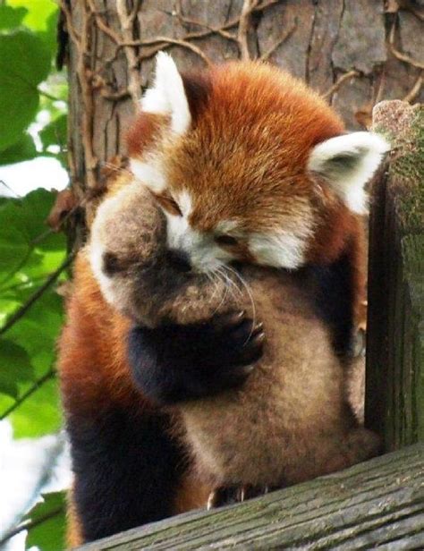Female Red Pandas Usually Give Birth To 2 Babies Breeding Season Is