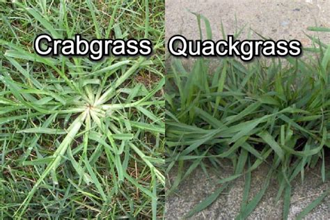 How To Get Rid Of Crabgrass In The Spring Lawn Garden Tips
