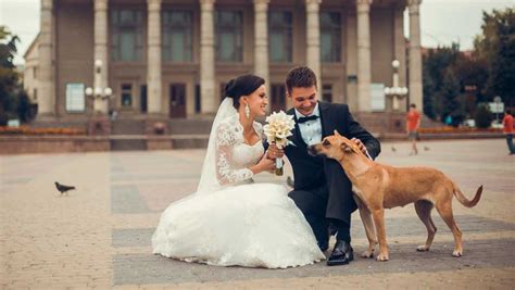 How To Include Dog At Wedding Cute Dogs At Wedding Ideas Shefinds
